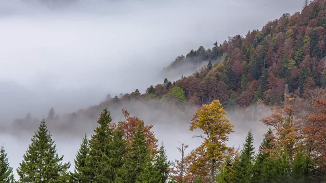 Conacul De Sub Munte Villa Novaci-Străini Dış mekan fotoğraf